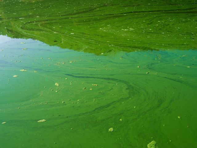 An algae bloom in a body of water.