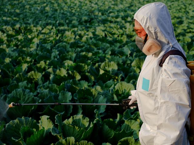 A farmorker in white protective suit and mask applying paraquat in a field
