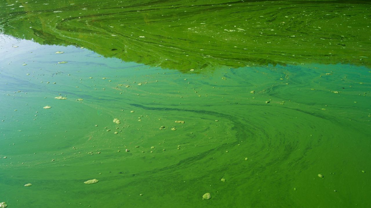 An algae bloom in a body of water.