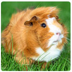 Guinea pig