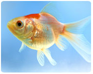 goldfish