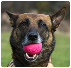 dog with ball in mouth