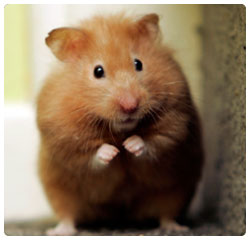 Hamster