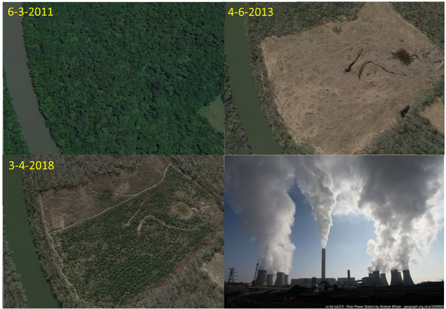 Hardwood forest in NC