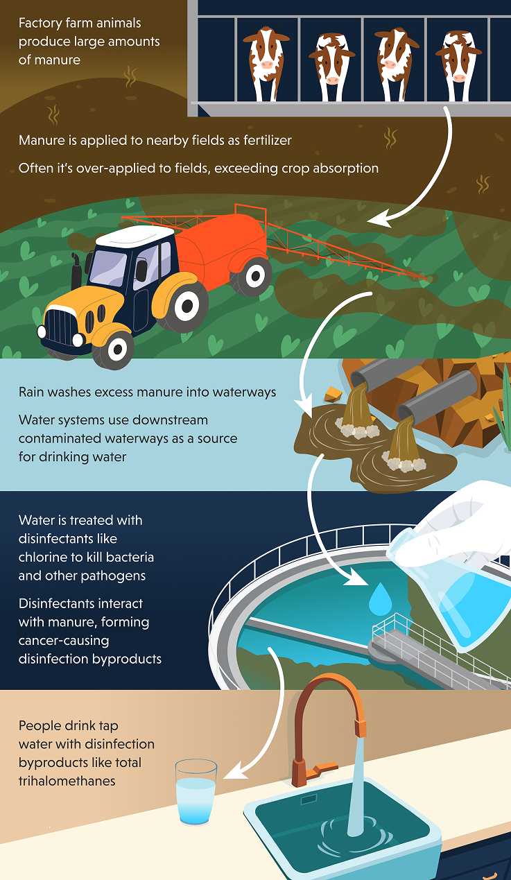 Infographic illustrating the environmental impact of factory farm manure on water safety.