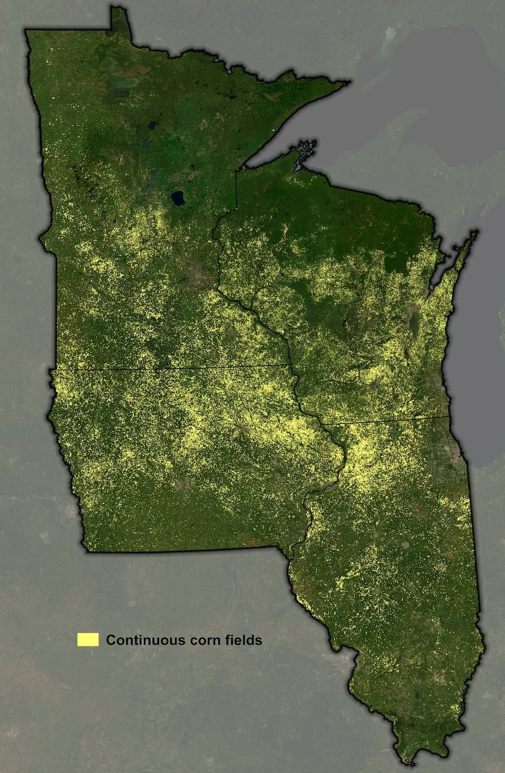 Map of Minnesota highlighting areas of continuous corn fields in yellow.