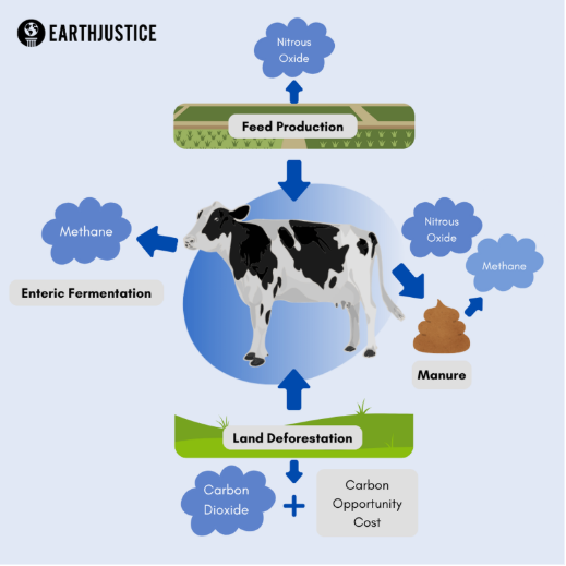 Flowchart illustrating the environmental impacts of cow production, including gas emissions and land use.