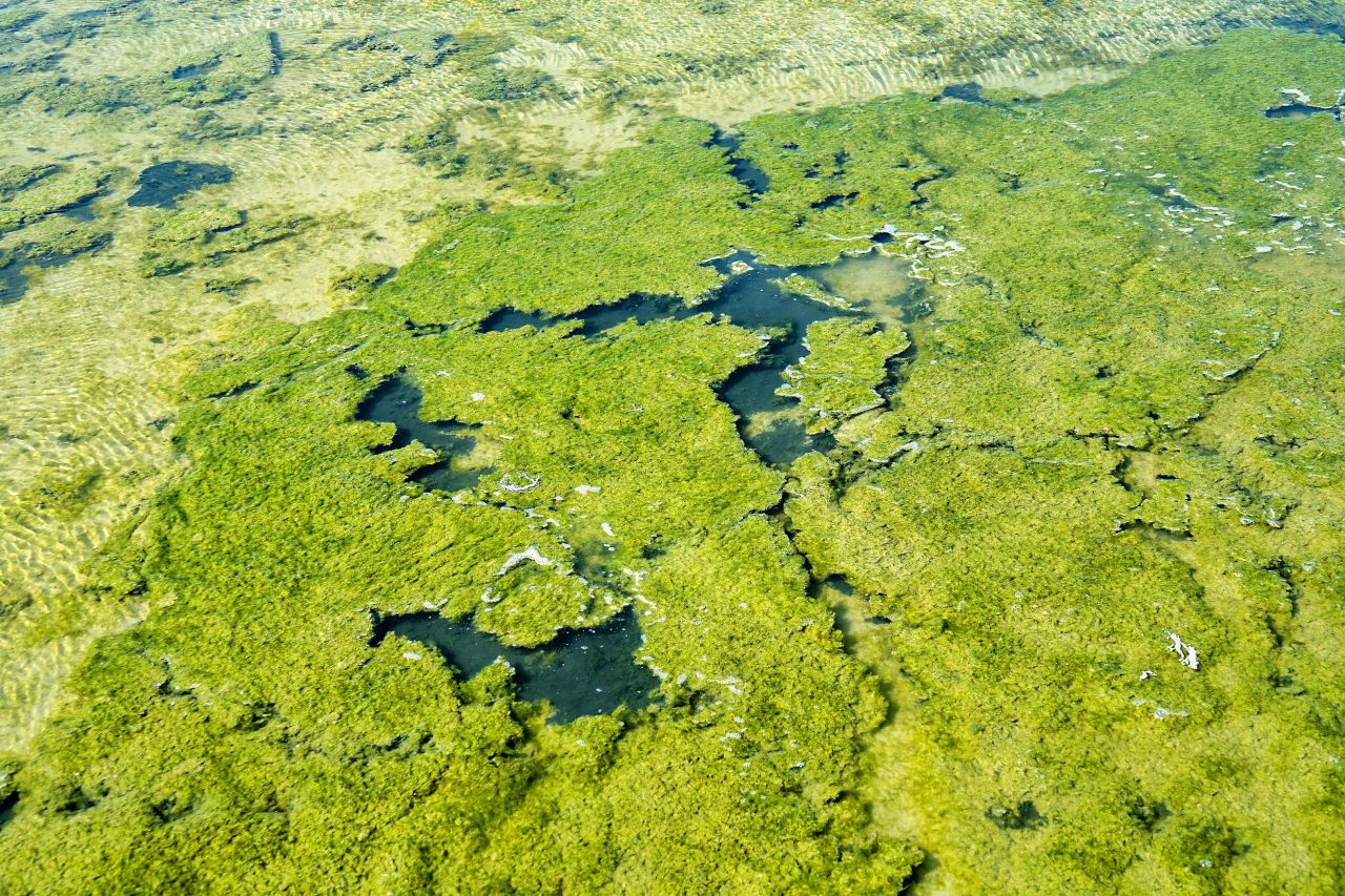 Aerial photograph of bright green algae mats with dark water channels in a marsh