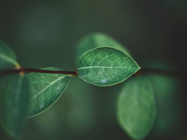 News Releases Leaves