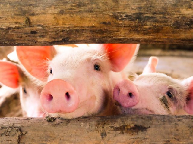 Pigs looking through fence