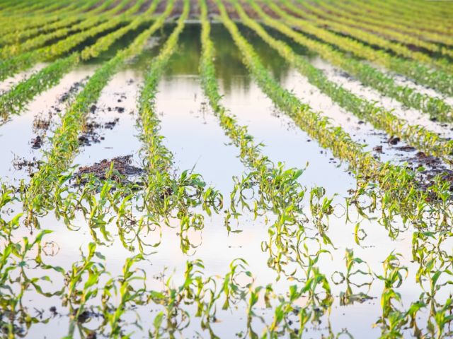 Flooded farm