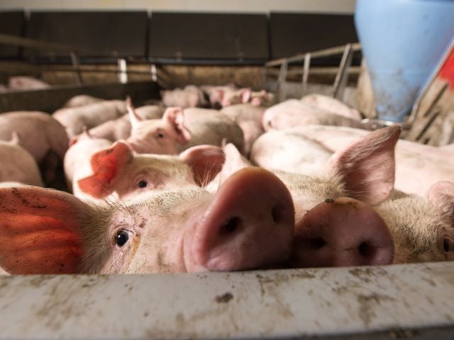 Pigs in a factory farm