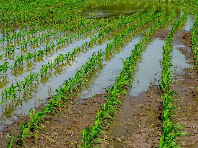Flooded field