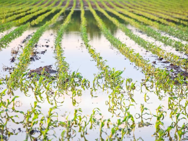 Flooded farm