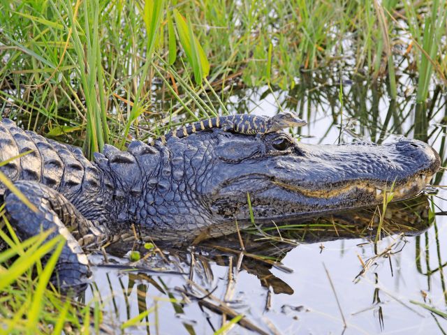gator
