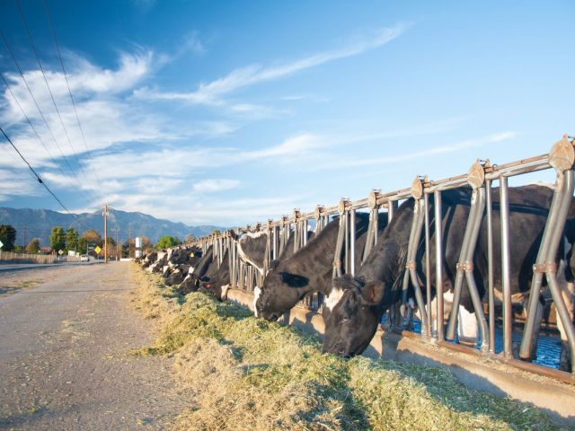 Animal feeding operation in California