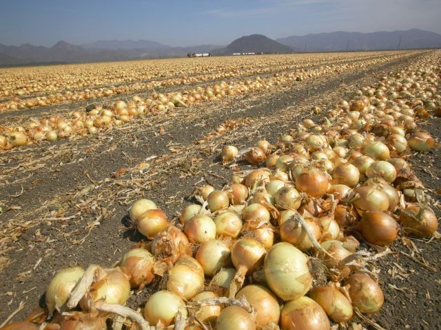 A field of harvested onions spread across the ground with mountains in the background.