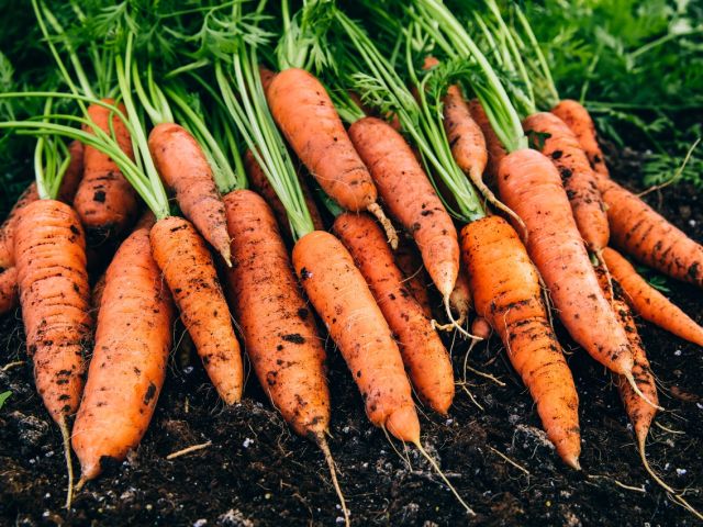 Freshly harvested carrots lying on dark soil with green tops.