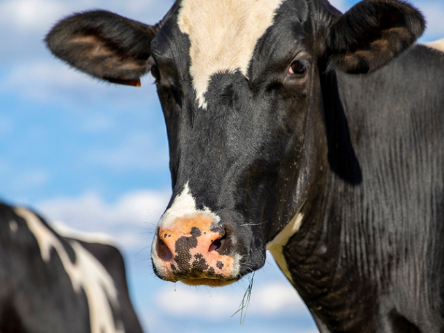 Close-up of a black and white cow, with another cow blurred in the background against a blue sky.