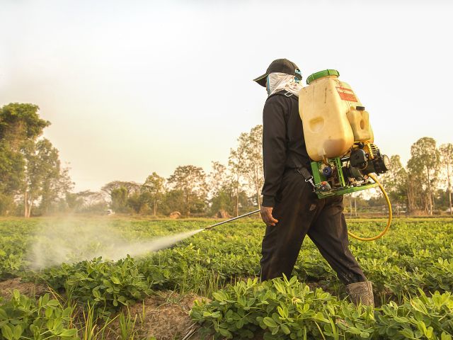 Paraquat spraying