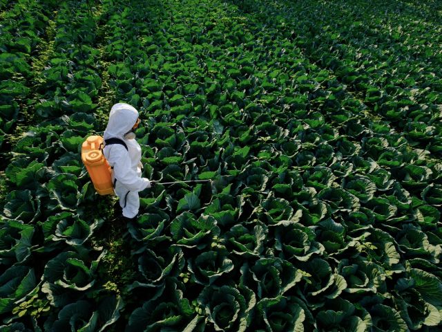 Farmworker applying paraquat