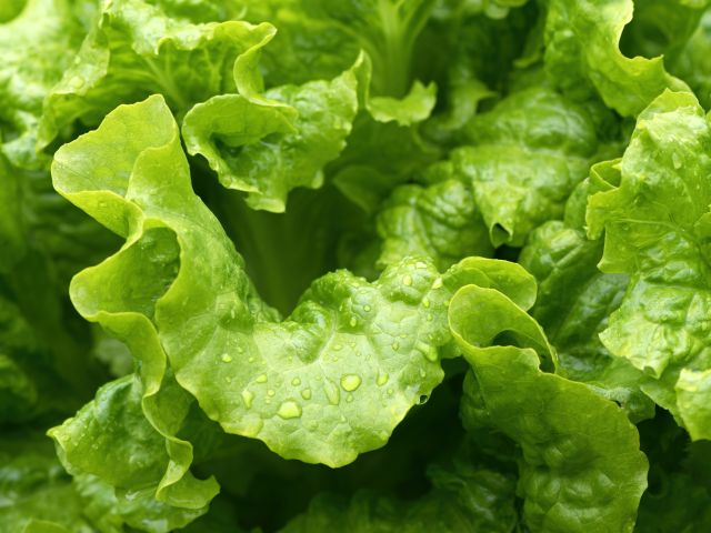 Closeup picture of lettuce
