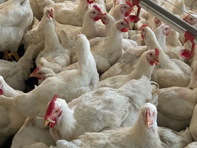 Crowded white broiler chickens with red combs in an indoor poultry house