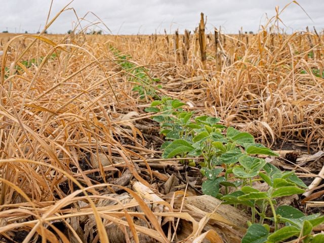 Cover crops
