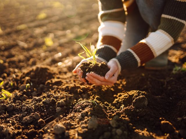 Photograph of hands holding soil in a field