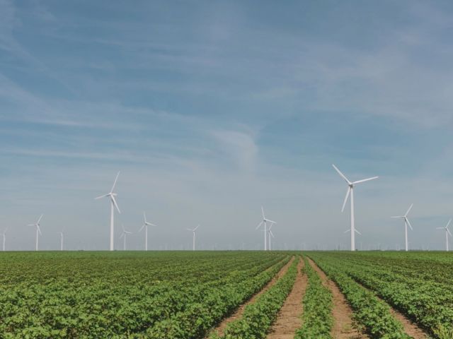 Windmills in a field
