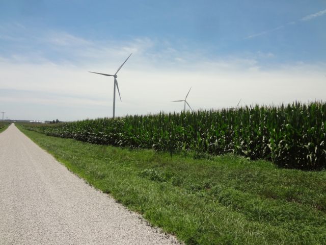 Windmills in a field