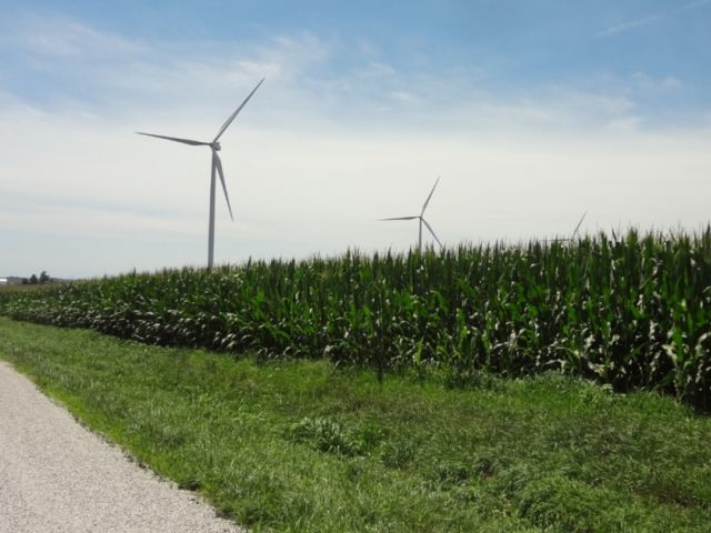 Windmills in a field