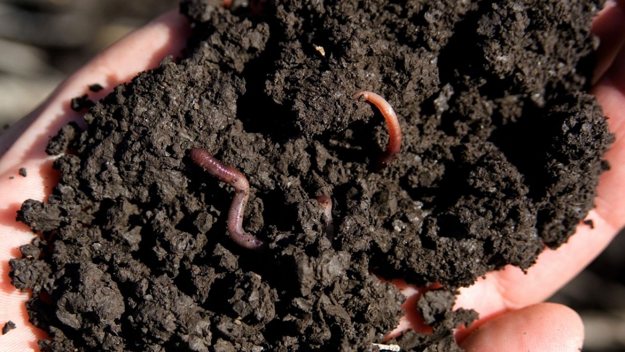 Worms in dirt
