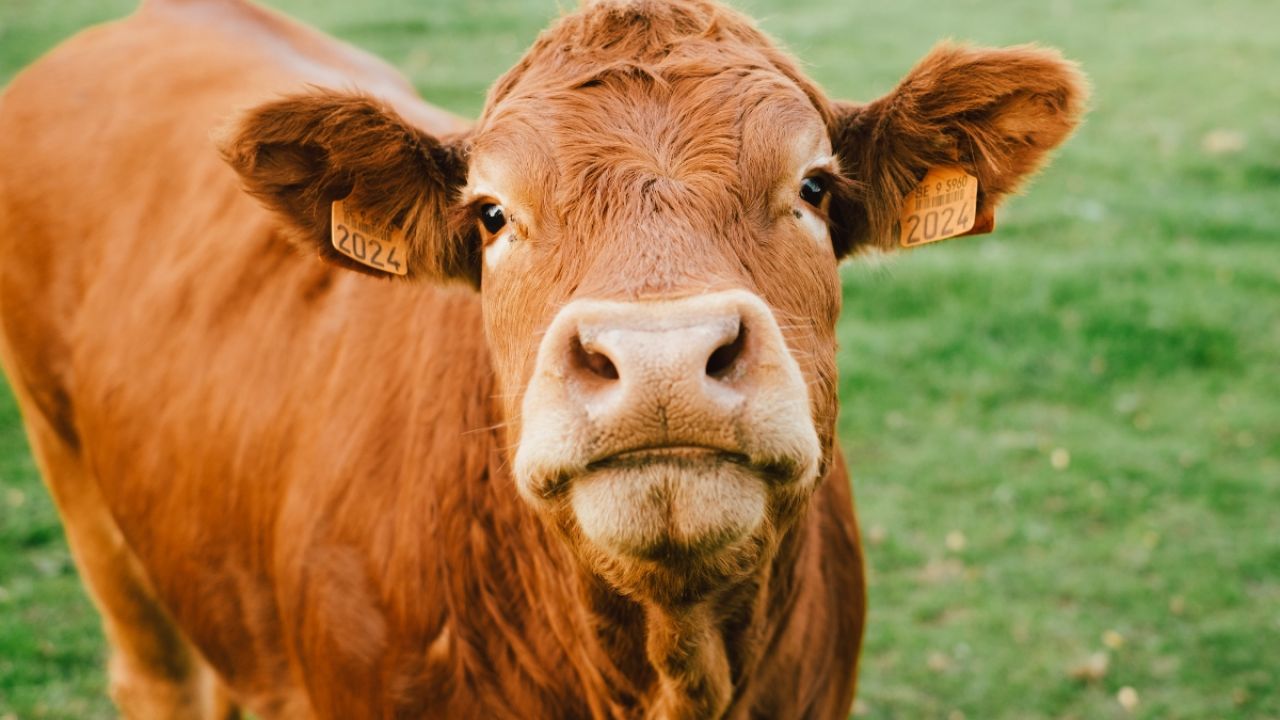 Cute cow