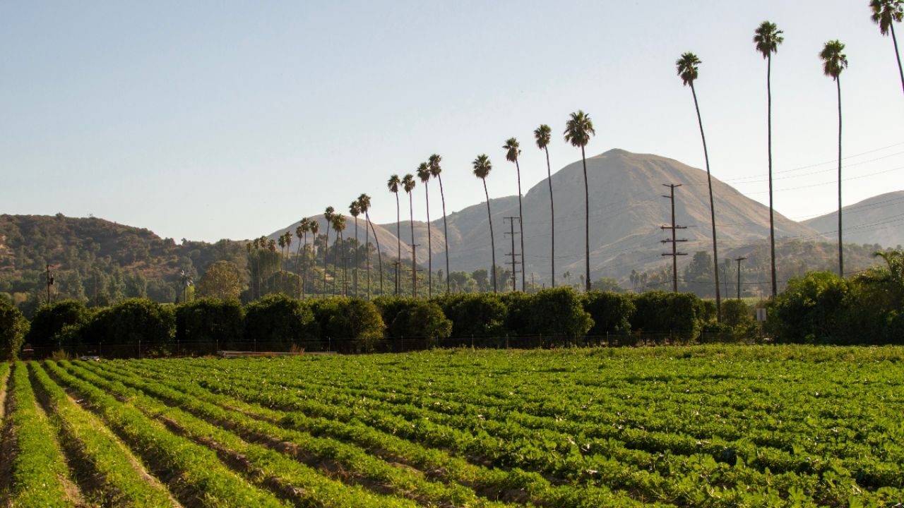 Ventura county farm
