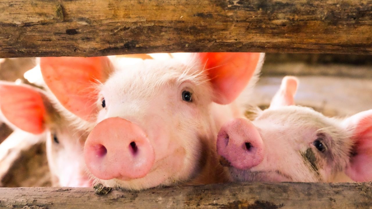 Pigs looking through fence