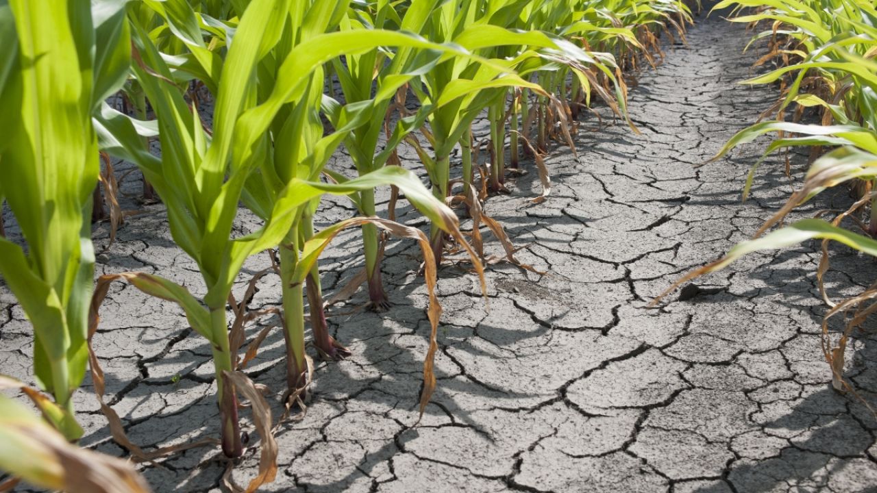 Dry corn field