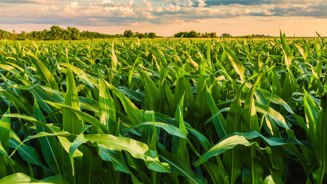 Corn field