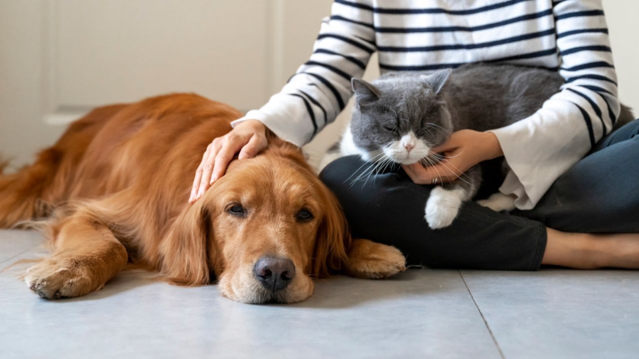 Person holding a cat and petting a dog