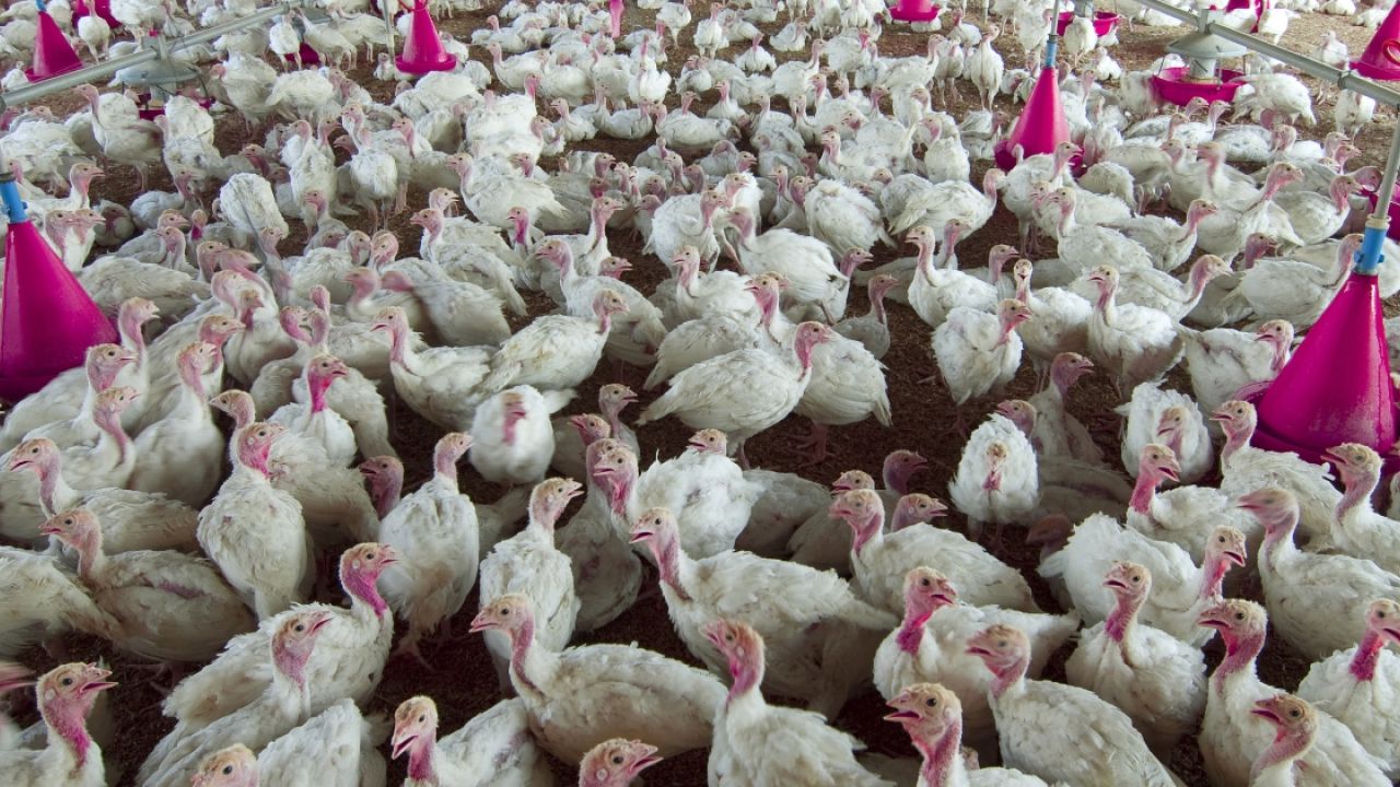 Chicken factory farm