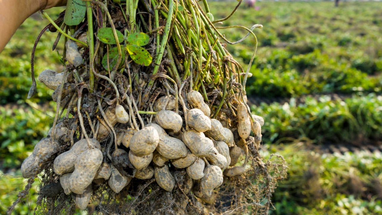 Peanut harvest