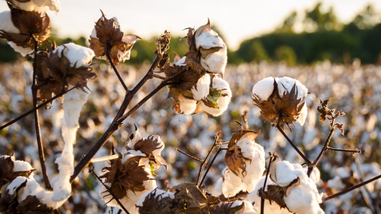 Cotton crop