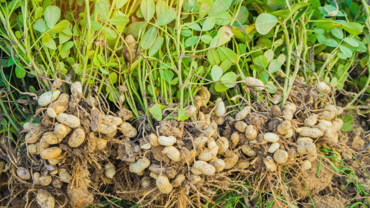 Peanut crop