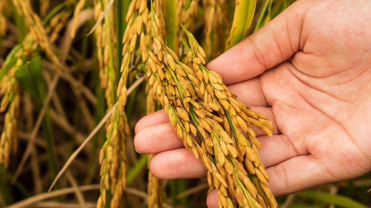 Person holding rice plant