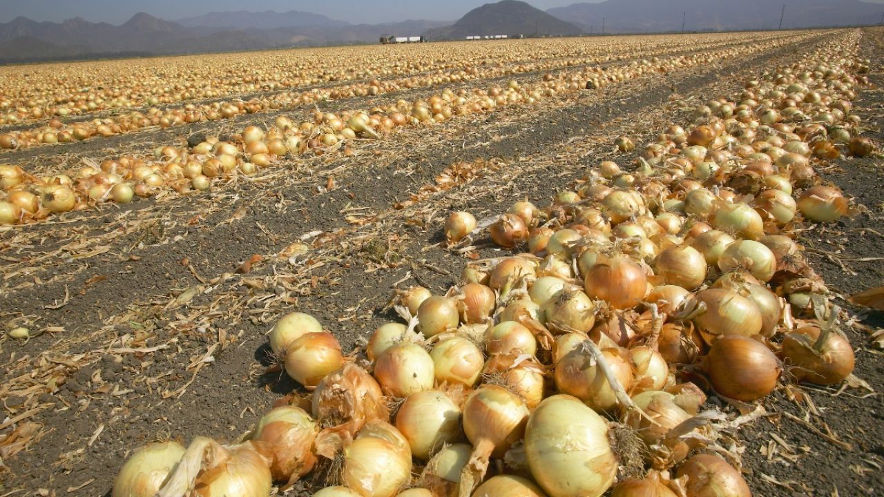 A field of harvested onions spread across the ground with mountains in the background.