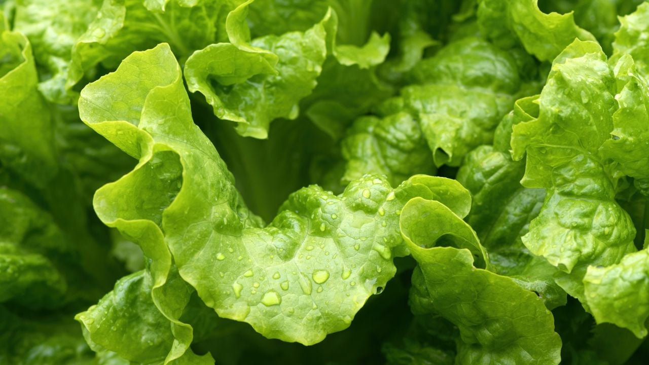 Closeup picture of lettuce