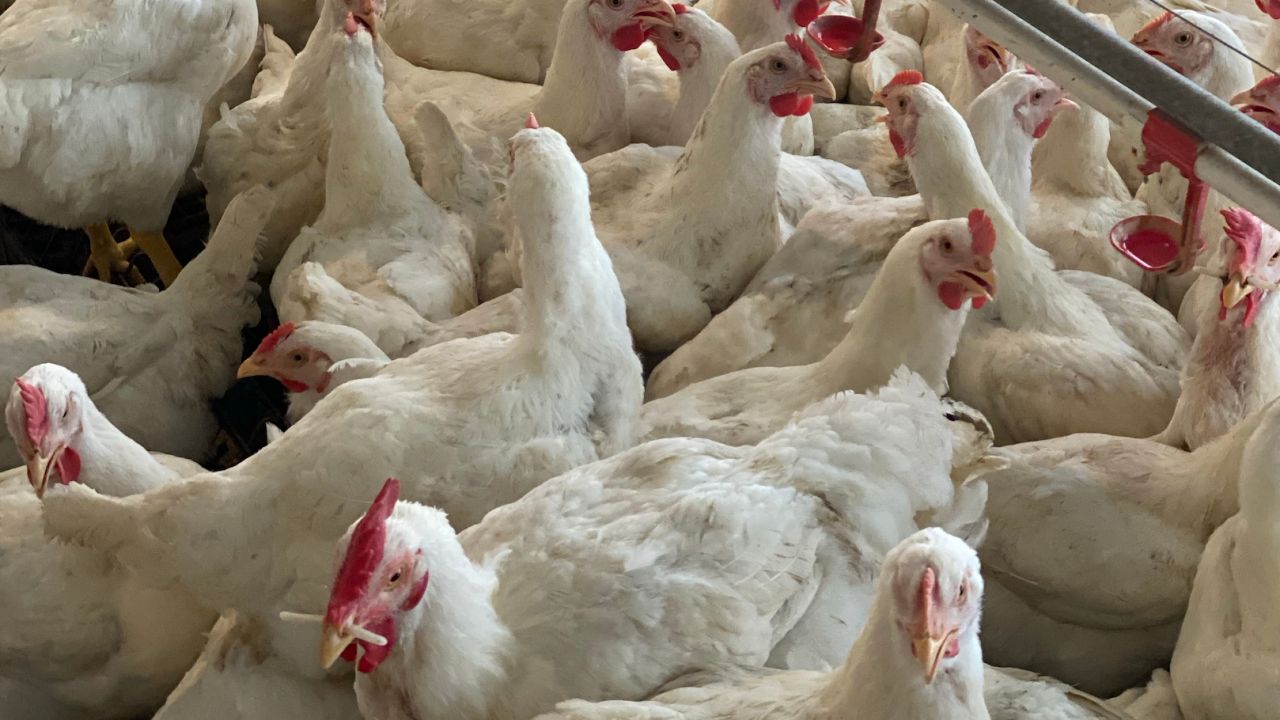 Crowded white broiler chickens with red combs in an indoor poultry house