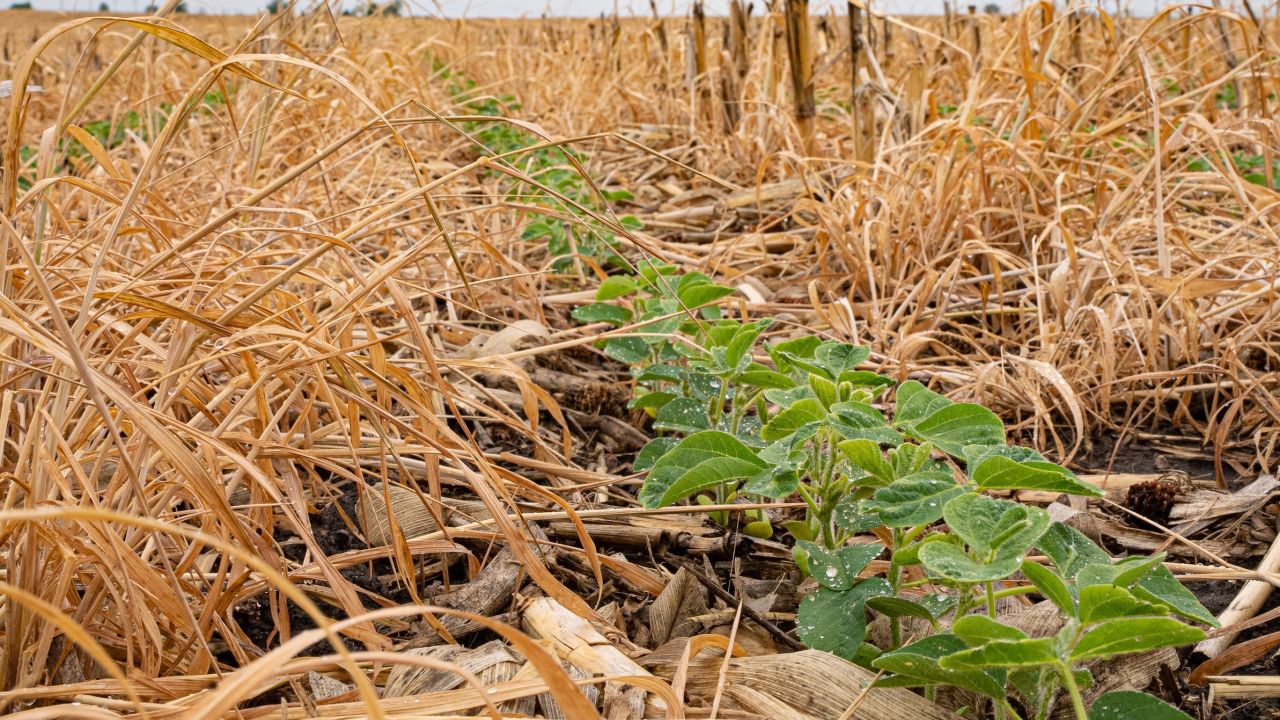 Cover crops