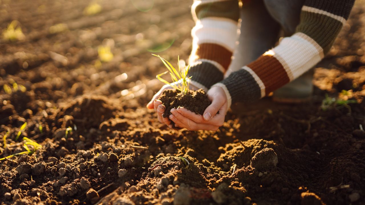 Photograph of hands holding soil in a field