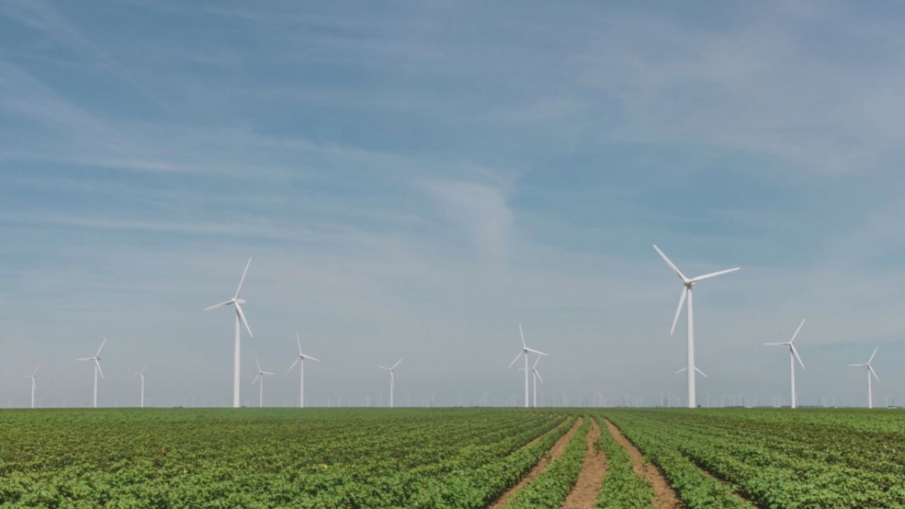 Windmills in a field